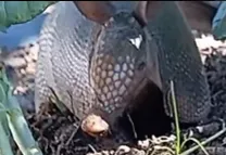 Nesta quarta-feira, 22-10, a equipe de Agricultura e Meio Ambiente realizou o encaminhamento de um animal silvestre